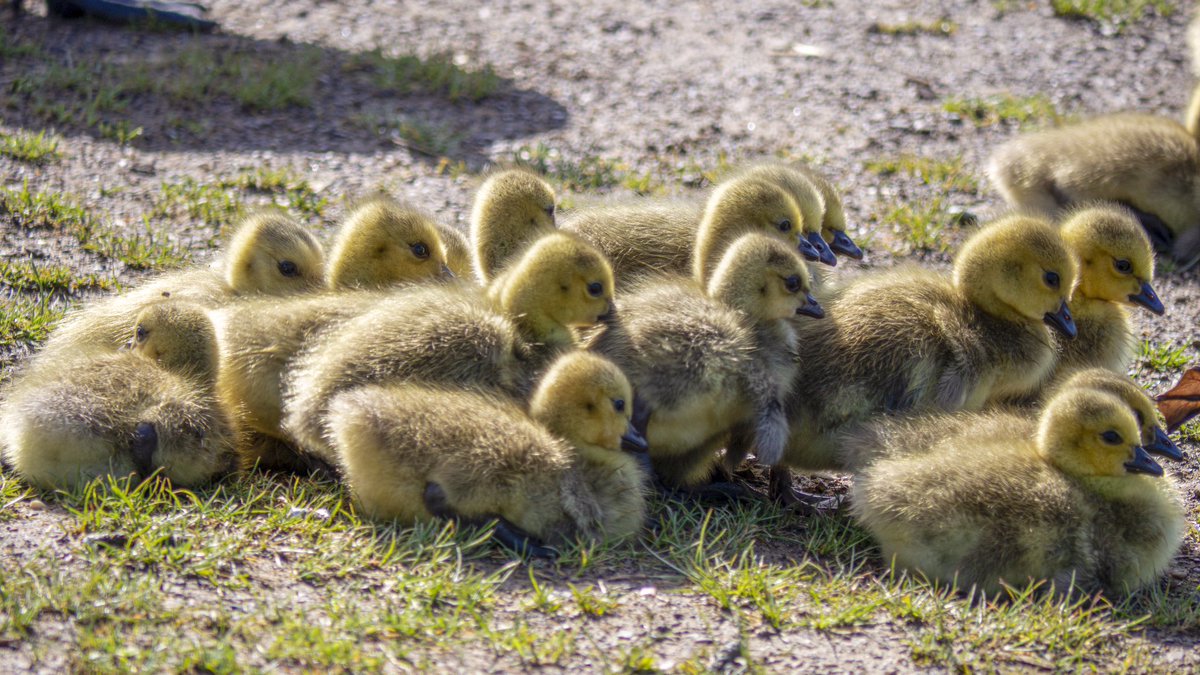 jamesbolton2222's tweet photo. I spent a while today on a lakeside photographing these beautiful little goslings. I’ll post more photos after I’ve developed them. They are little balls of energy, thankfully they just chill in the sunshine #gosling #goslingsofinstagram #chicks #chicksofinstagram #cuteanimals https://t.co/nqUC7xcqdT
