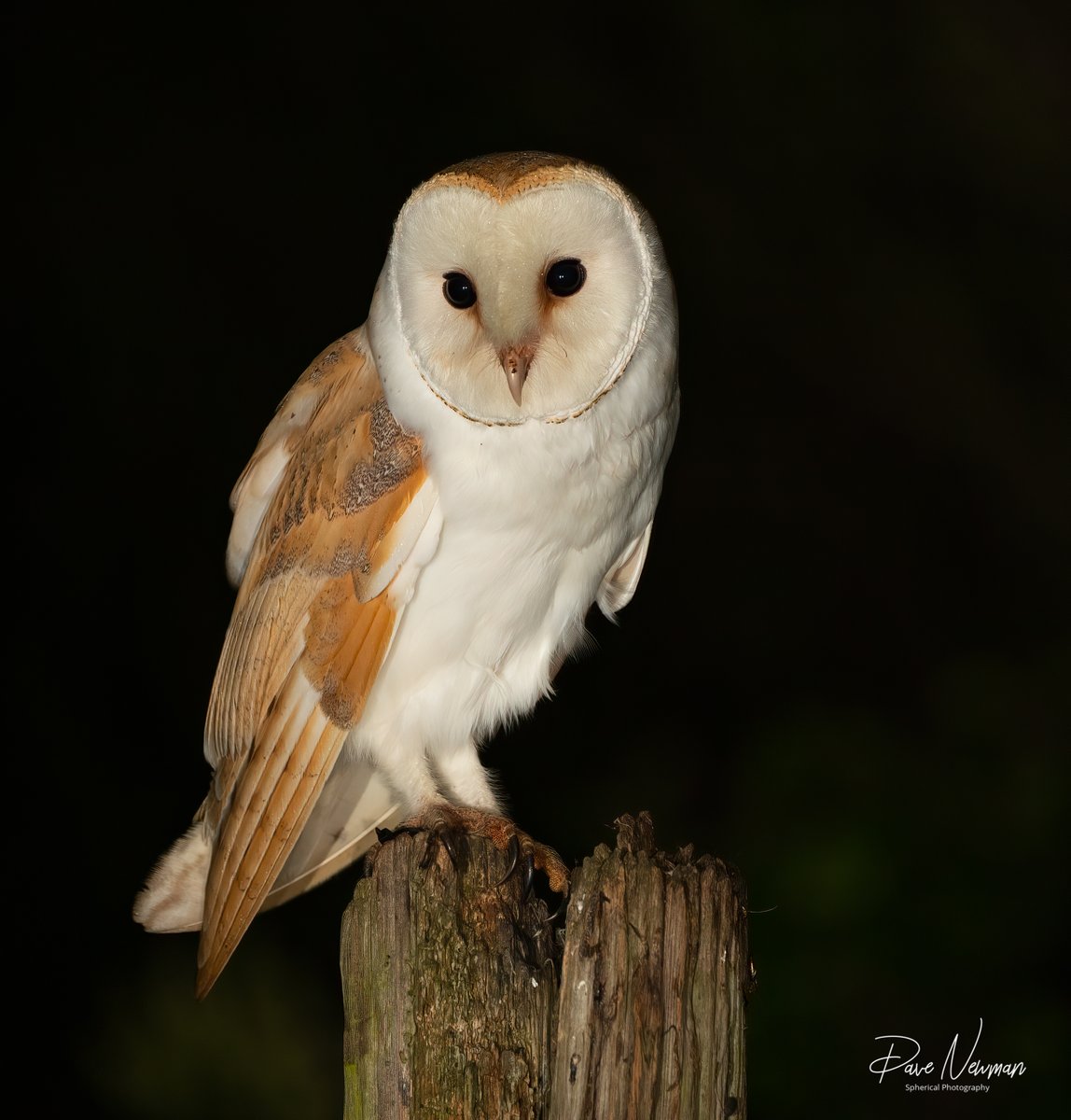 DaveSpherical's tweet photo. Click full - recently ive had the pleasure in #photographing some amazing #owls within #lincolnshire the #tawny #longeared #shorteared #littleowl but nothing beats the #barnowl truly #spectacular #TwitterNatureCommunity #portrait #bird @looknorthBBC @BBCRadioLincs
#LincsConnect https://t.co/1ISjQTTd1f