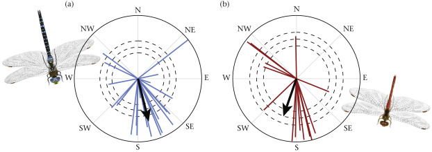 Hot off the presses! Knoblauch et al. 2021 investigate the flight orientation and weather effects of migrant #dragonflies in the #Baltic finding that Aeshna mixta uses favorable tail winds on its path and Sympetrum vulgatum follow the easterly #winds. 

sciencedirect.com/science/articl…
