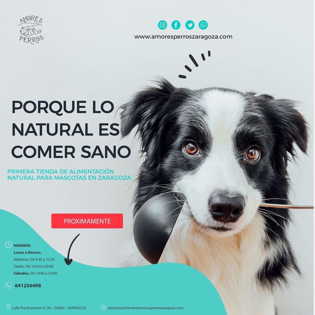 AmoresPerrosZ's tweet photo. Próximamente en pleno centro de Zaragoza...Afinen sus olfatos 🐾 https://t.co/8ztKfiqGYg