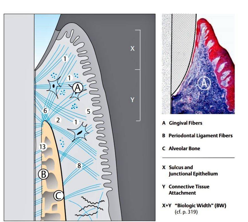Gingival Fiber