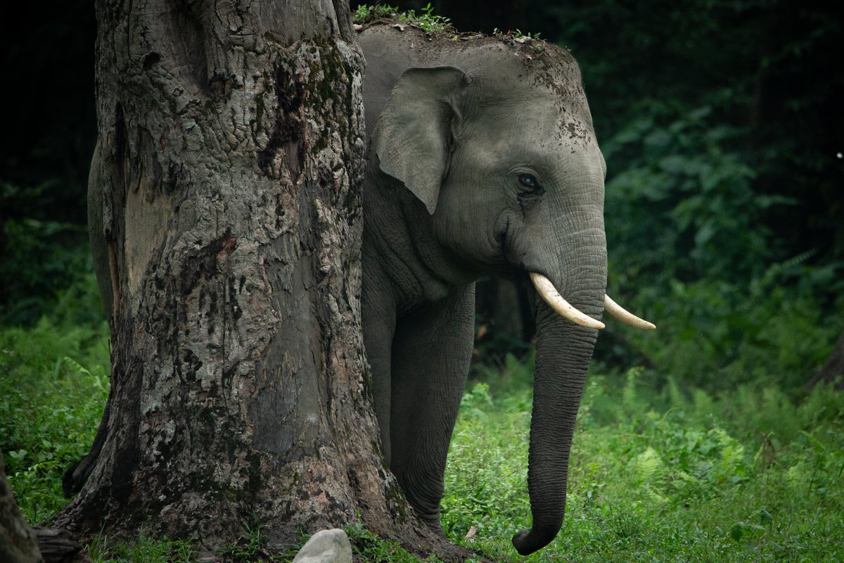 ParveenKaswan's tweet image. When all you ever wanted to become is a tree. Elephas maximus.