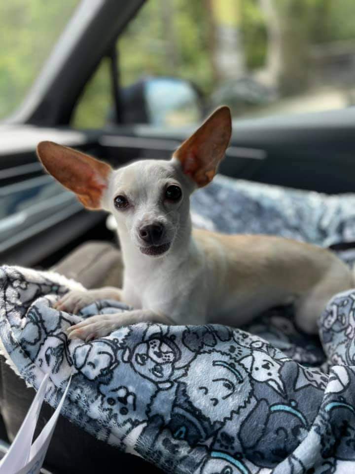 Nine year old Molly is a good dog who's fallen on hard times. Her owner just couldn't manage having a dog anymore.

She's a bit confused, but will settle in beautifully to a new home, given a chance. Good with dogs, doesn't mind cats, loves laps, potty trained. The total 📦.