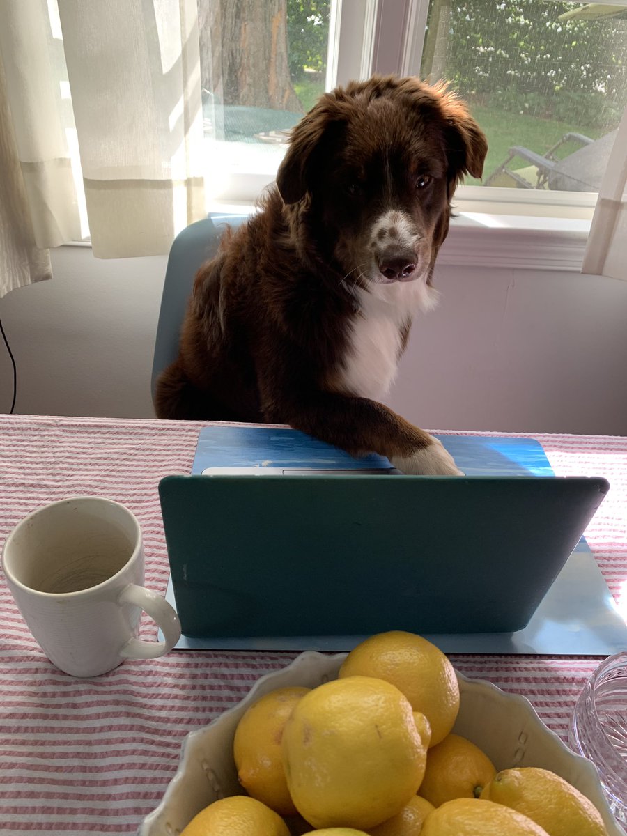 MurphyCE's tweet photo. Ziggy is also ready for day two of the virtual #ACC21 and excited to cheer on all of the great #ArmyCardiology #MilCards contributions at this year’s conference #MedTwitter #ACCFIT #ArmyMedicine https://t.co/LUMgS1TkpB
