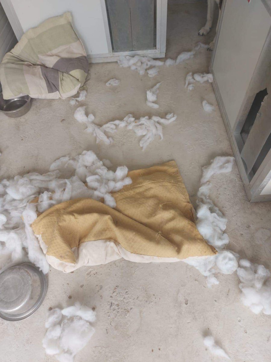 Something that really bothers me is the dogs not having soft comfortable bedding. I understand that straw is the answer to bedding but many times it's unusable due to mites etc. Anyone have ideas of good strong comfortable bedding that will last &amp; less likely to be destroyed?