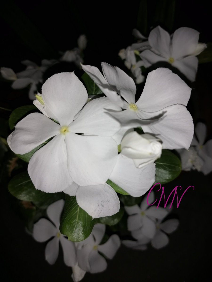 namdijon's tweet photo. Live life in full Bloom~ 🏵️ 🌺 💮 🌸 🌼 https://t.co/SfVSZqlmvJ