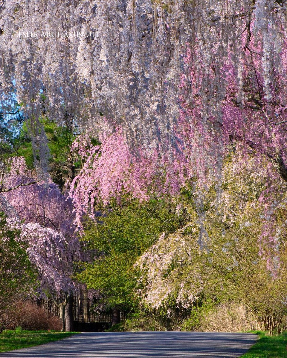 WestchesterTour's tweet photo. Wonderful Westchester wisteria waiting for you to get #BeyondYourBackyard and take a Sunday stroll! 🌸

IG 📷: @ leslie.archambault

#VisitWestchester #MyWestchester #BeyondinWestchester #TravelConfidently #LetsGoThere #spring #flowers #beauty https://t.co/XnZS6vg3w8