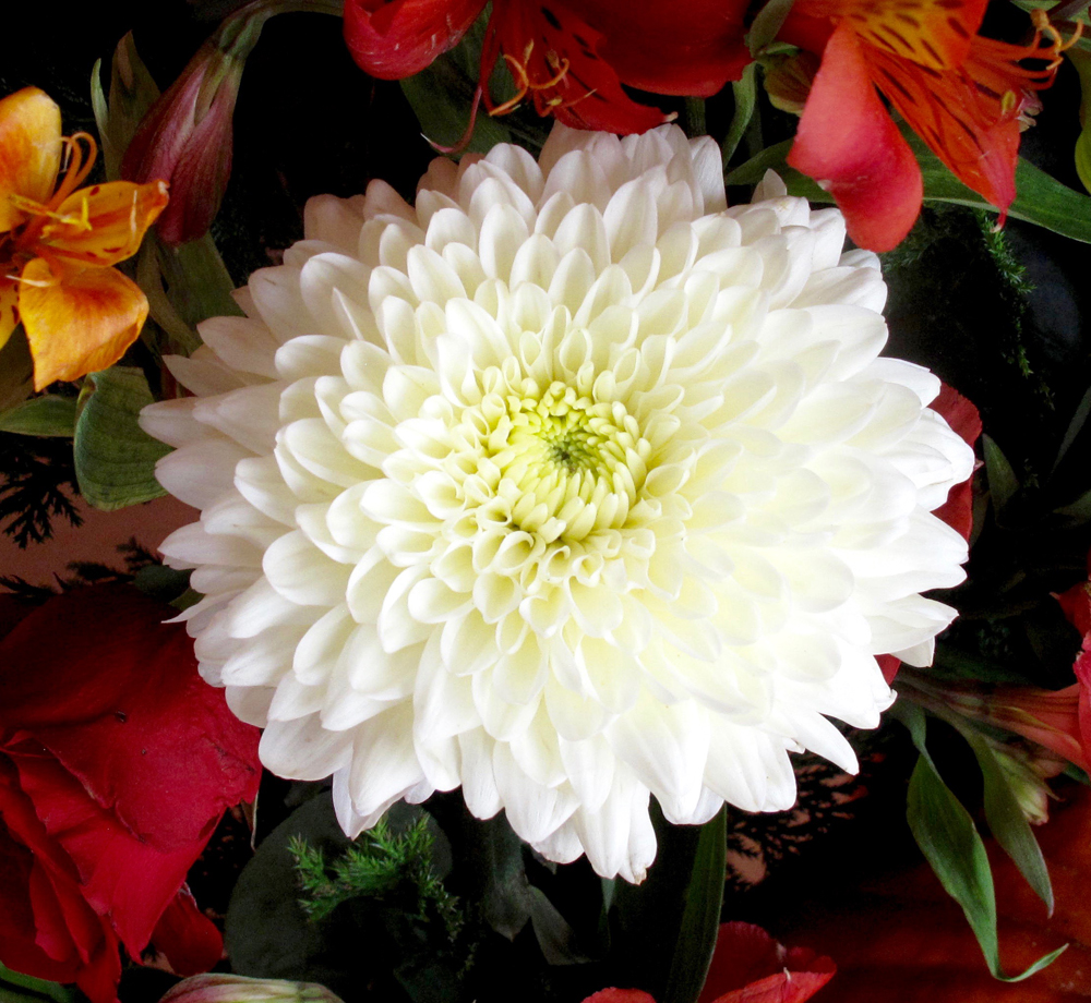 EveLittlepage's tweet photo. #FlowerReport #ForFritz 1/3 I got these b/c that’s what was available, but then I looked up #Symbolism: Chrysanthemums/joy, optimism, longevity. White Mums/loyalty, honesty; In Greek myth, Roses originated from Adonis, deity of plants & rebirth. Red roses mean love & romance.🧡💐 https://t.co/qZdFlS7MmJ
