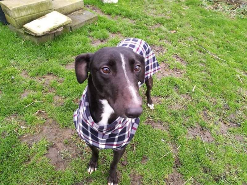 NWDogRescue's tweet photo. Please RT my details and help me find a new furever home 🐾
https://t.co/fQ3oXZXEO5 https://t.co/zEGqK4bQfx