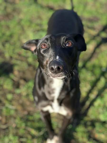 NWDogRescue's tweet photo. Please RT my details and help me find a new furever home 🐾
https://t.co/fQ3oXZXEO5 https://t.co/zEGqK4bQfx
