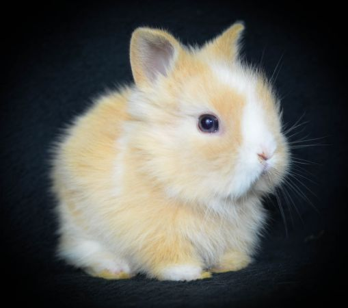 RabbitEveryHour's tweet photo. https://t.co/mgyQq5HzFb