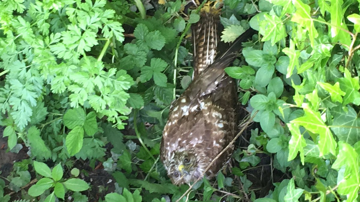 .<a href="/ShitChester/">12 years of Shitchester</a> what to do with an injured bird on Dee Banks next to the Royal Chester rowing club? RSPB/RSPCA not answering. Crows circling.