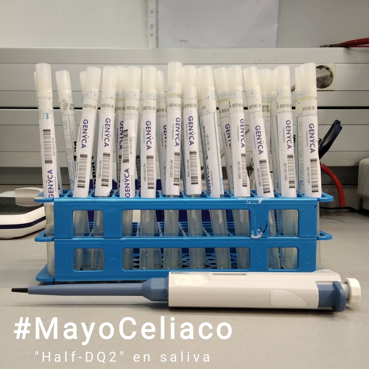 Detectando TODOS los marcadores DQ, incluido el DQ7.5 o "half-DQ2" para mejorar el diagostico. Exige siempre un "tipaje completo" 💙
También en saliva (mucosa bucal). 👅
#MayoCeliaco #dq2 #dq8 #ADN #estudiogenetico #celiacos #saliva  #glutenfree
midiagnostico.es/pruebas/estudi…