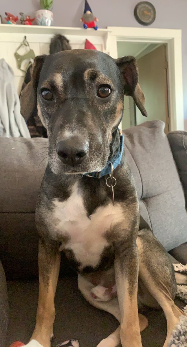 jatetley's tweet photo. This little psycho jumped and caught a bird mid air and killed it. I’m both mortified and highly impressed. https://t.co/dwqe0jZGN5