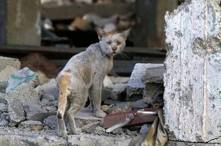 FatmaEzzahraBe1's tweet photo. عذرا أيها القط 💔 لست رالف حتى تجوب صورتك العالم و تتحرك المنظمات لحمايتك @UNICEF @UNICEFmena
😔
#save_ralph #Gaza_Under_Attack #Gaza https://t.co/DmyMwlGSRa