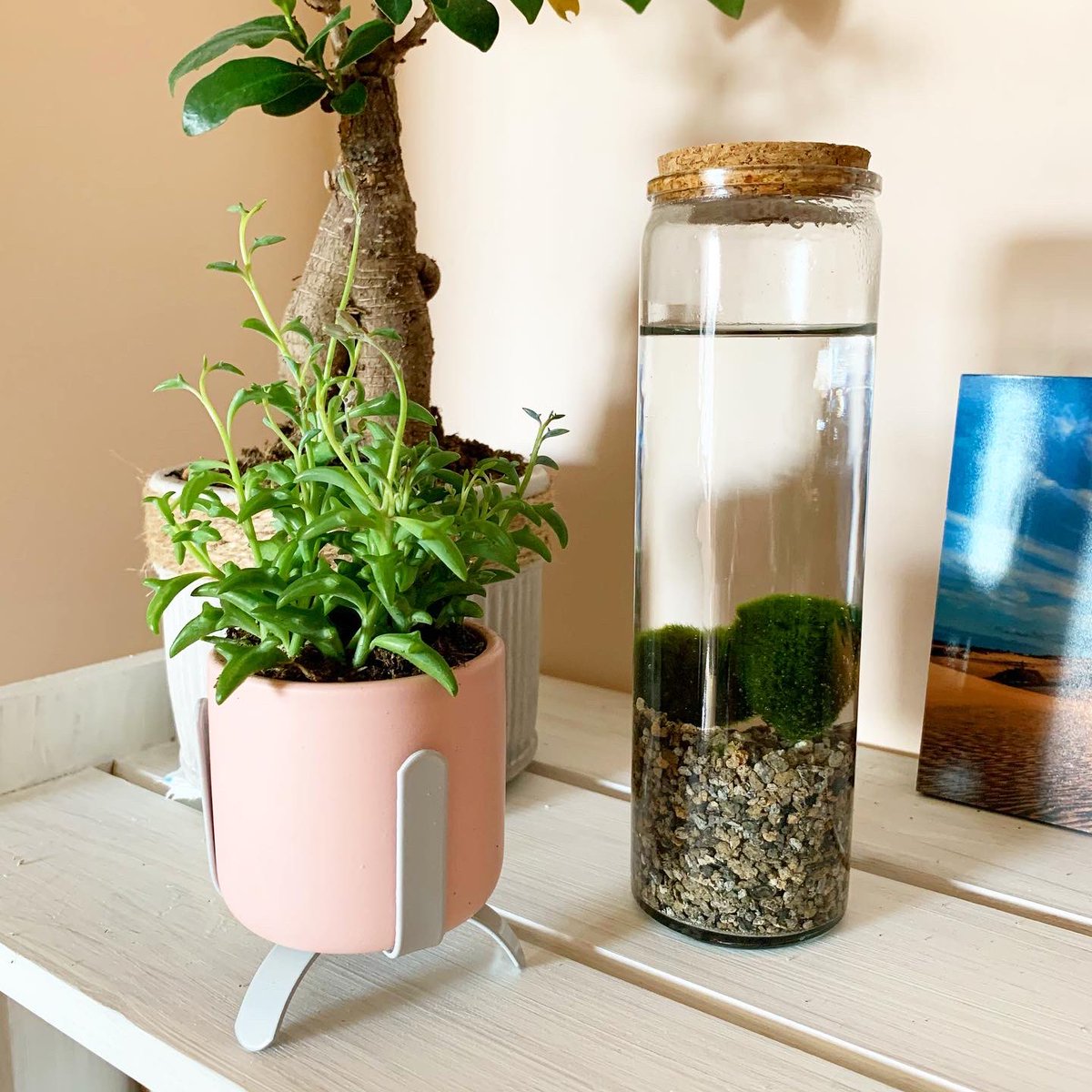 ZoeClarkOsteo's tweet photo. Some additions to my workspace to brighten it up 😊 #StringOfDolphins #MarimoMossBall #Succulents https://t.co/QocyFh9Lui