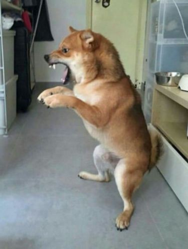 DailyAnimals6's tweet photo. Jurassic Bark. https://t.co/xg5phuLiY9