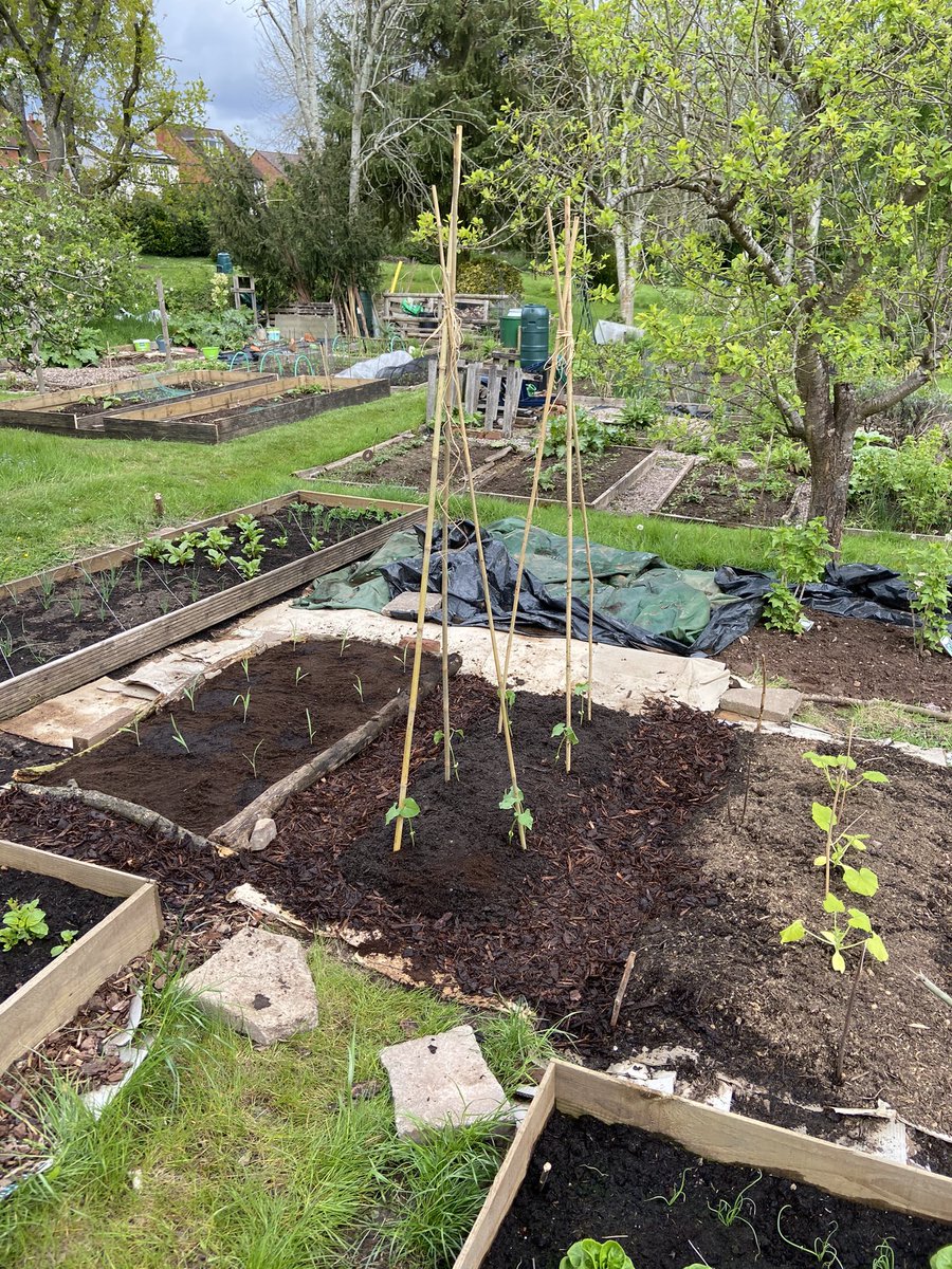 ChrisBrooks_OT's tweet photo. @charlesdowding my little lads (4 years old) first no dig allotment (with a bit of help) going ok so far, minus the grass that needs cutting! https://t.co/HkbJER76lV
