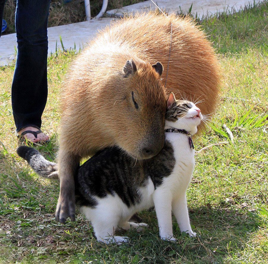 CAPYBARA_MAN's tweet photo. When I am sad, I like to remember how capybaras are great friends to the whole animal kingdom https://t.co/lFzUuQimed