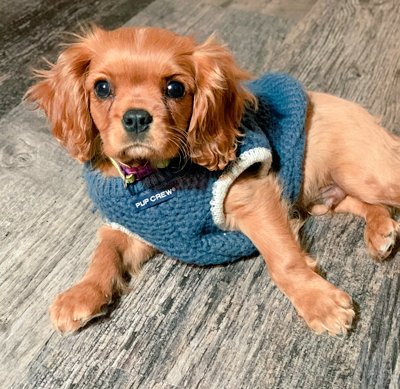 CavalierRescue's tweet photo. Little 5 month old Abiner Smoothie from Pennsylvania says have a great Sunday☀️ https://t.co/t82CSDPRWV