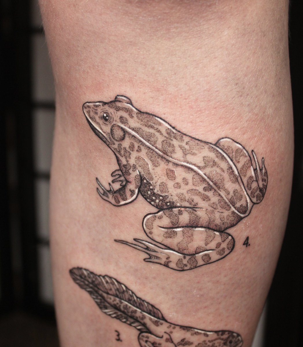 Sara_Scribbles's tweet photo. One of my favourite pieces I've ever done...... froggos!!!
#tattoo #uktattoo #nottingham https://t.co/gOLELTAIBL