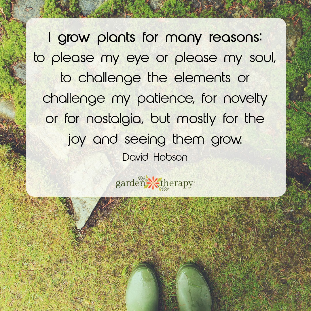 I grow plants for many reasons: to please my eye or please my soul, to challenge the elements or challenge my patience, for novelty or for nostalgia, but mostly for the joy and seeing them grow.