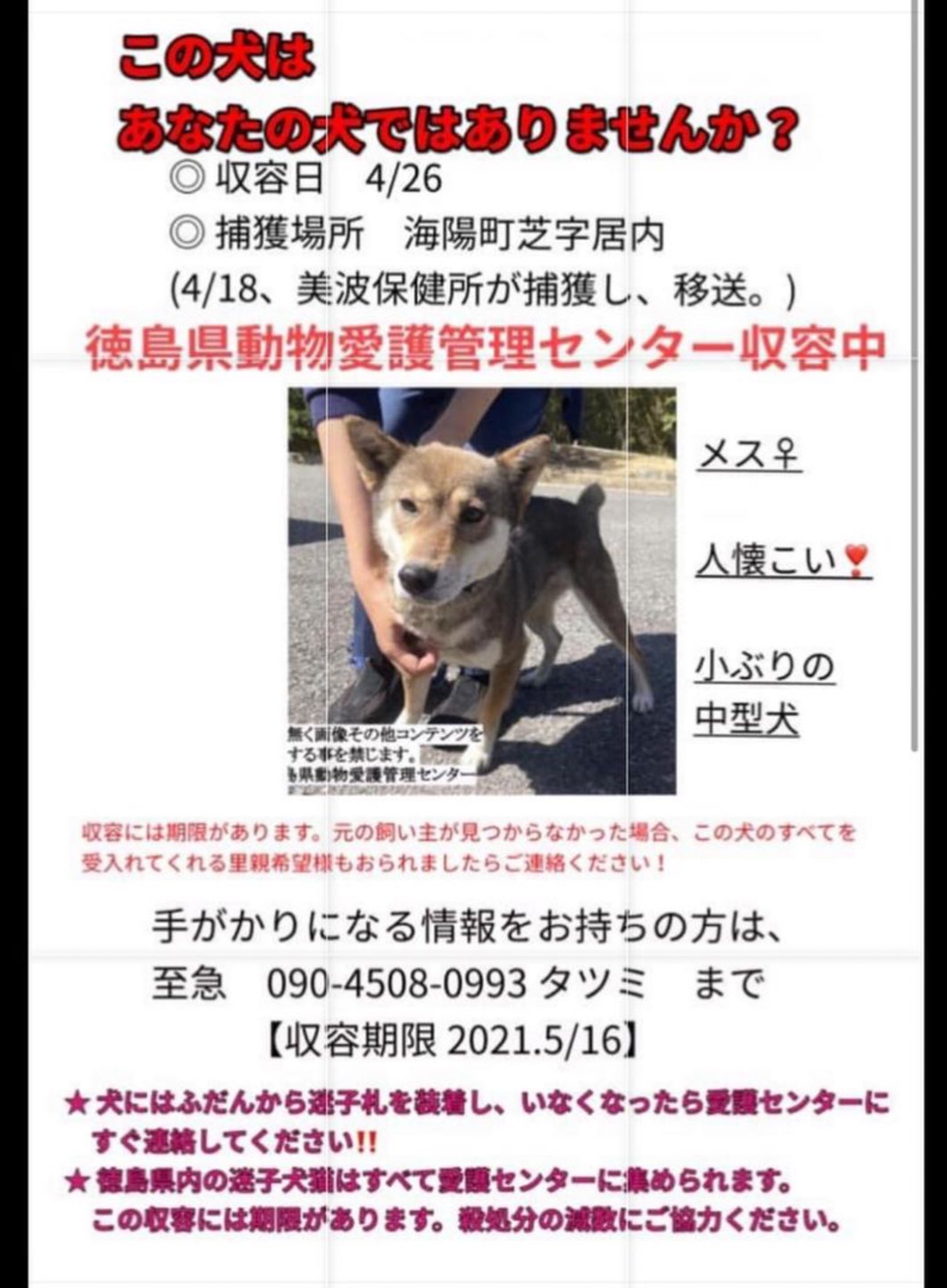 Twitter 上的 大タコちゃん Facebook Shizuka Tatsumi様シェア 徳島県動物愛護管理センター 掲載期限21年5月16日 掲載期限超過してしまいました 泣 飼い主様お迎えを 迷子犬 迷子犬情報 迷子札 迷子犬の掲示板 迷子犬保護 迷い犬 迷い犬保護中 迷い犬