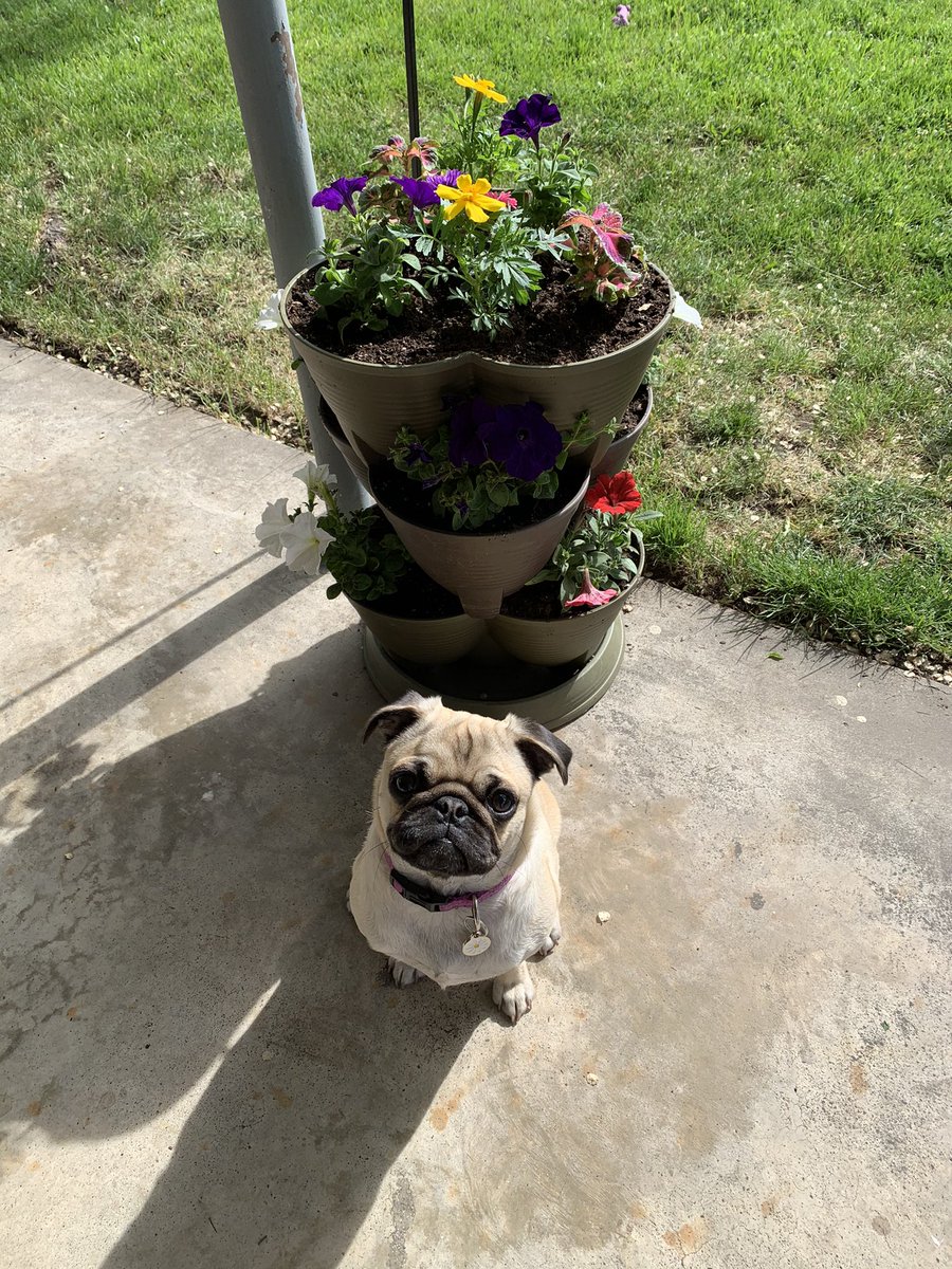 Happy Sunday pals! Mum and I are back at planting today. 🪴🐾🌸 Hope you all have a fantastic day. 💖 #pugs #dogsoftwitter #puppy #sundayvibes #kindness