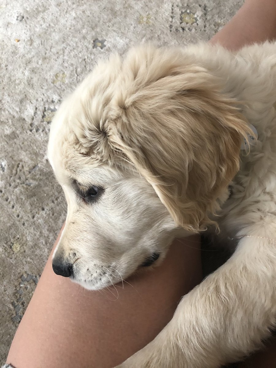 aprilpalmtree's tweet photo. My heart 💓 #GoldenRetriever #Pitbull #bestbuds https://t.co/g2JjWwJCEe