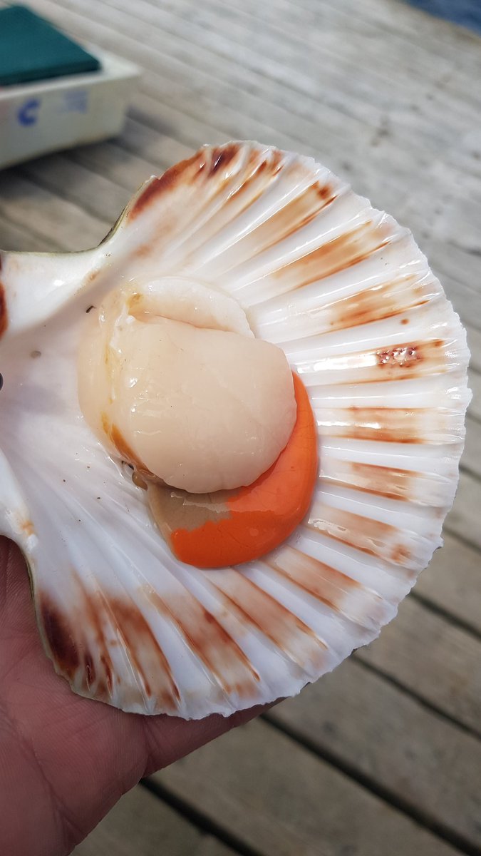 atlanticgarden0's tweet photo. Chefs! Romans! Countrymen! We're cutting these from live and delivering UK wide. Beautiful 100% guaranteed #dived #scallops. If we ever had to compromise we'd simply close the whole shop down. https://t.co/IqhycJ8IqQ https://t.co/xLizuOrOK9