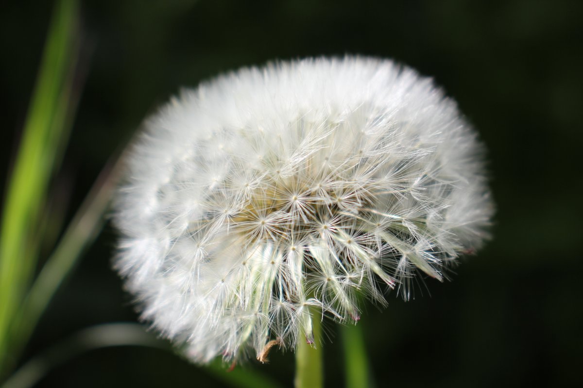 Waldpaten tweet media