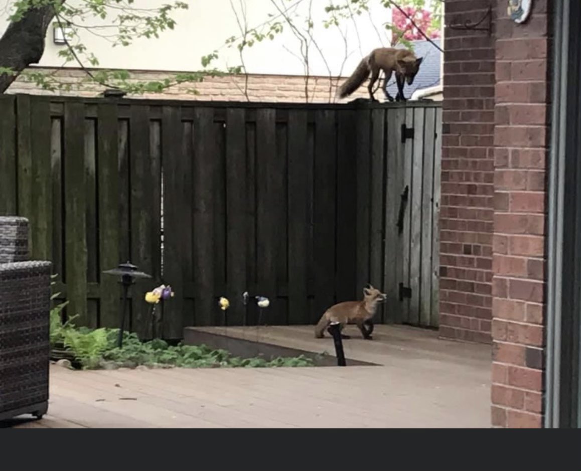 HedgehogPlus's tweet photo. Family of foxes chilling in a friends backyard 

#LockdownTakeover https://t.co/sxAhBxbbLl