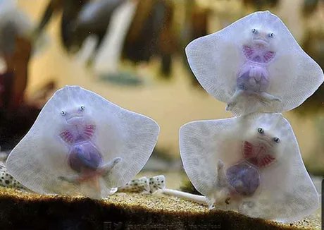 Estos bebés de raya parecen raviolis rellenos de aliens.