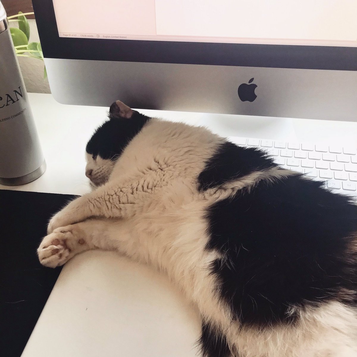 I swear I TRIED to write all morning, but I just felt blocked 😫🐈