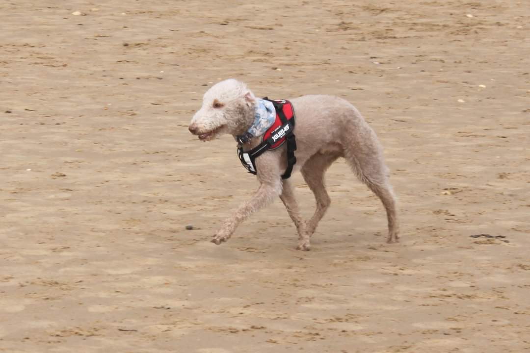 Pier2PierRace (@pier2pierrace) on Twitter photo Should've been P2P 2021 today but not to be so 100+ <a href="/strollers_run/">Sunderland Strollers</a> and Stroller_Dog took to the course. Forecast was poor but despite wind it stayed dry, this is how to do running events in Sunderland <a href="/EventsOTN/">Events Of The North</a> Should've been P2P 2021 today but not to be so 100+ <a href="/strollers_run/">Sunderland Strollers</a> and Stroller_Dog took to the course. Forecast was poor but despite wind it stayed dry, this is how to do running events in Sunderland <a href="/EventsOTN/">Events Of The North</a>