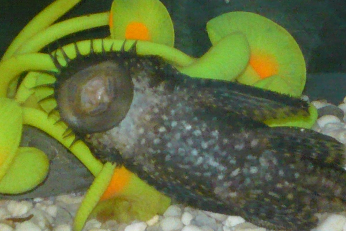 this guy is caretaker cleaner of the tank