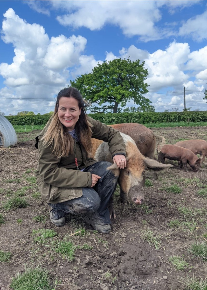 The joy of Sunday mornings with my rare breed pigs #SundayMorning #rarebreedpigs