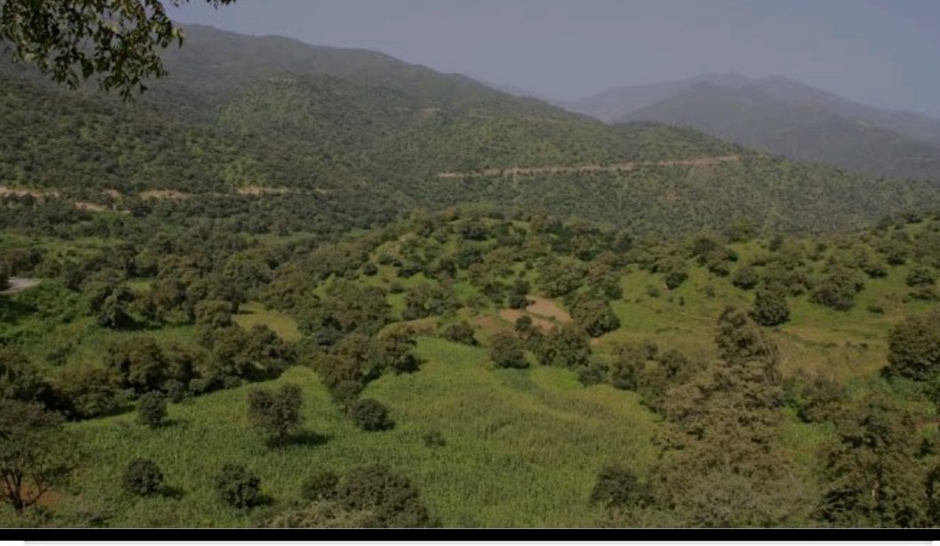 BeyeneRussom's tweet photo. #HappyIndependenceWeek
My ancestors home
Some green land & trees
Some desert & barren land
Beautiful valleys
Gigantic r the mountains
With climate, hot, cold &warm
Yr horizons & skies
The #Badmes territories & seas
& unique aroma & smells
My #EritreaPrevails https://t.co/nEMXweM7b3