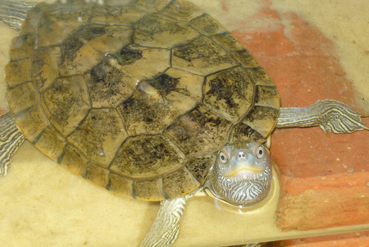 then there was these guys buddies in their own tank