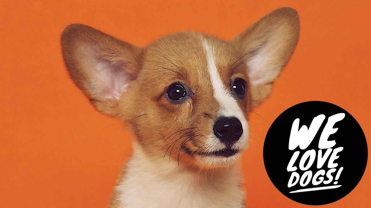 Our venues are dog friendly*! I mean, how could you resist a face like this!

*Staff reserve the right to make a fuss of your four legged friend! 🐶🥰

#dogsoftwitter #dogfriendly #beeston #publife