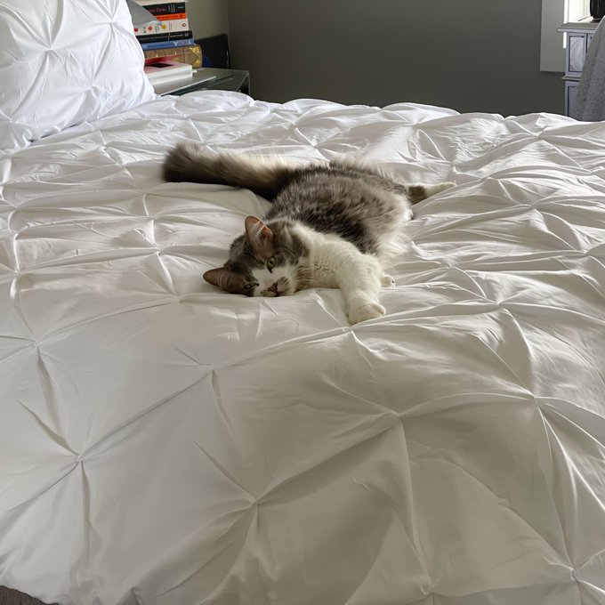 1 pic. Not even 2 minutes after I put on the new duvet cover ? https://t.co/LM12gyQIaj