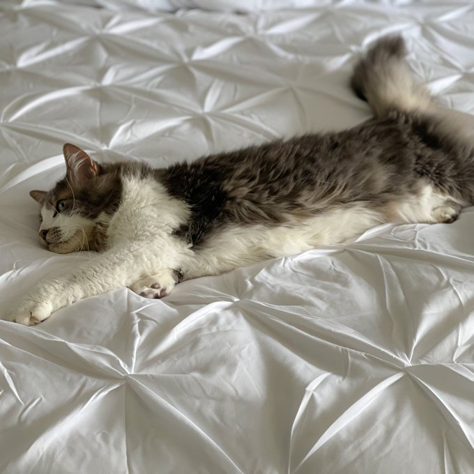 2 pic. Not even 2 minutes after I put on the new duvet cover ? https://t.co/LM12gyQIaj
