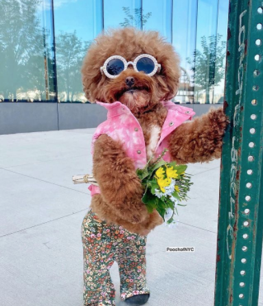 perrSONs's tweet photo. #ElPerrSonsDeLaSemana | @PoochofNYC, pero qué lookazo groovie más molón que llevas cada día. Como dice él, 'Follow The Hair'
https://t.co/5tvVlNpQZP 🐶🕶️
#PerrSons #Perros #PerrosYDueños #DogsOfTwitter https://t.co/fQlE9RCUzJ
