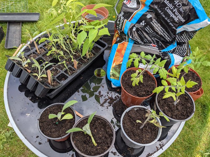 Graduated seedlings