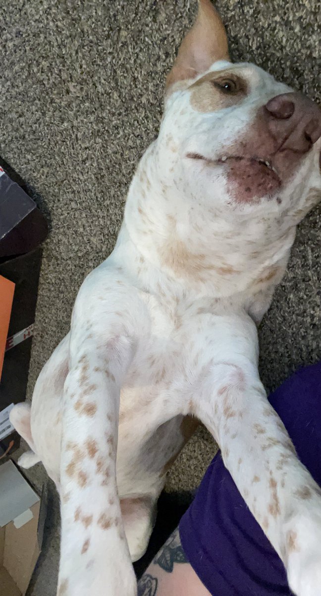 Ehbit_'s tweet image. Why is Clyde taking selfie’s 😭