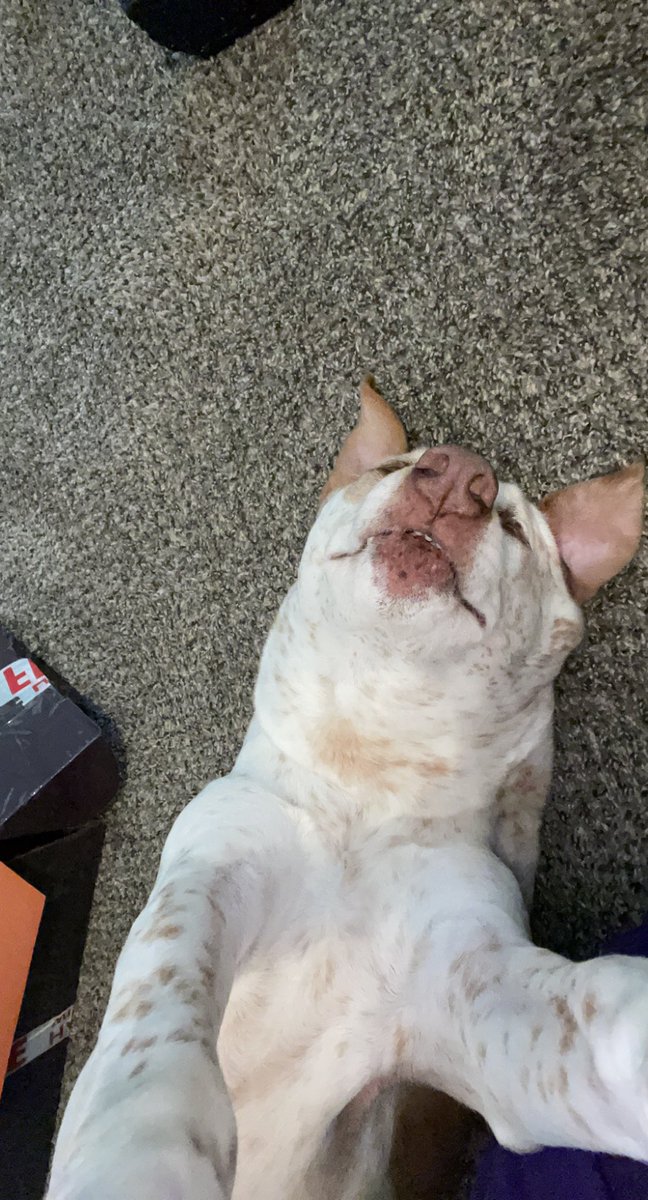 Ehbit_'s tweet image. Why is Clyde taking selfie’s 😭