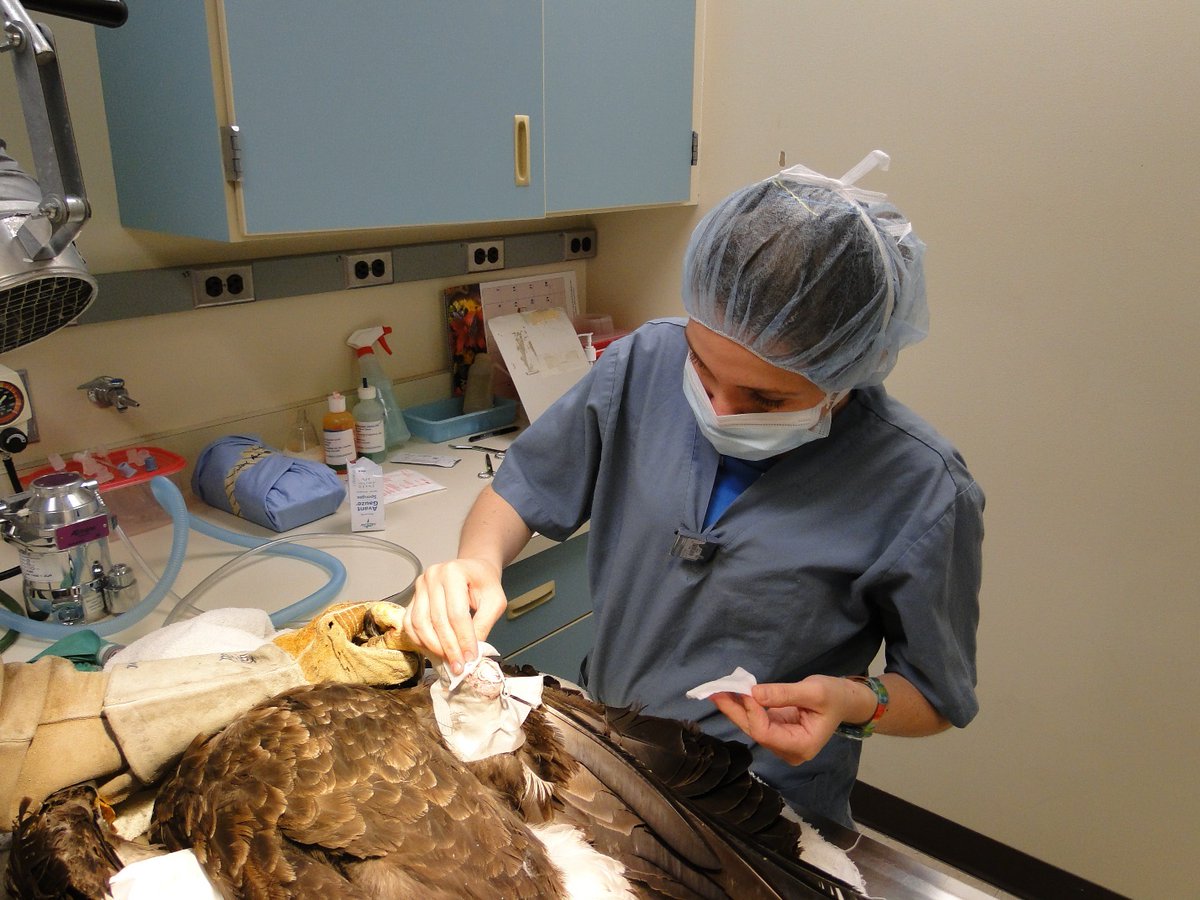 Raptors are what got me into wildlife conservation, so performing surgery on a Bald Eagle <a href="/theraptorcenter/">The Raptor Center</a> is only surpassed by releasing birds into the wild.
#raptor #raptors #raptorsofinstagram #eagle #eagles #baldeagle #Conservation #Noextinction #bird #birds