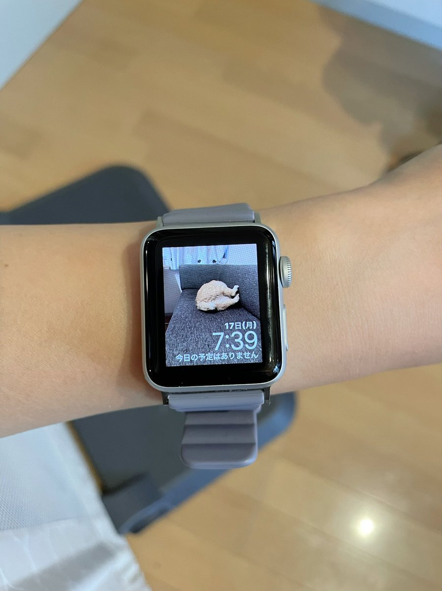 てく Apple Watchの壁紙を猫にしたけどランダム表示で毎回笑ってしまう
