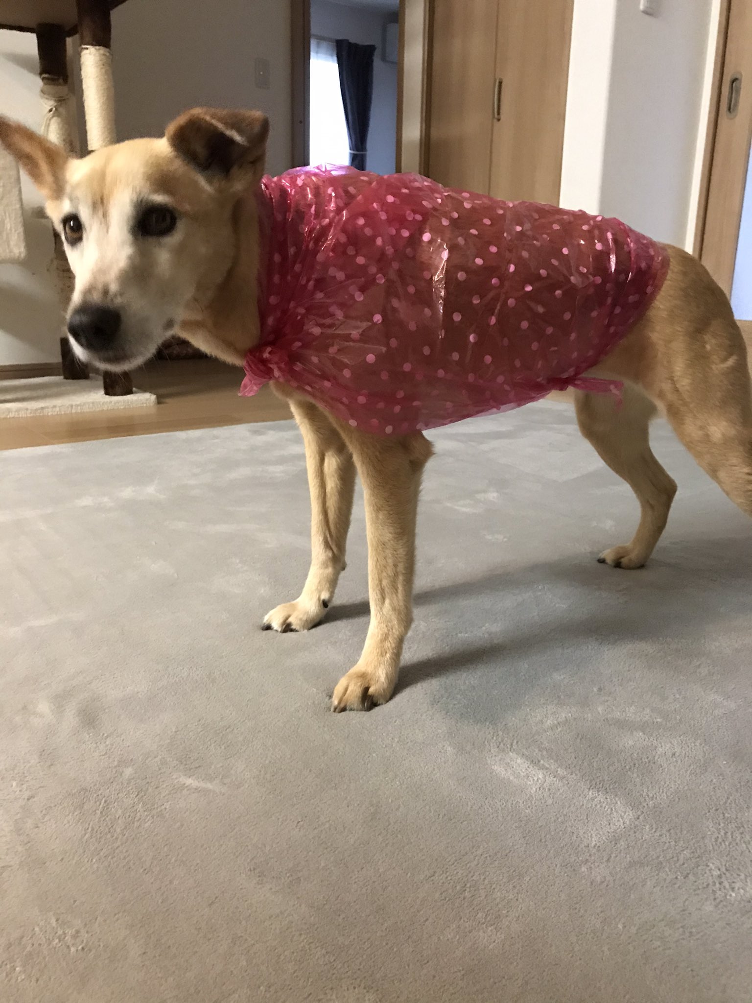 猫猫ファンタジア おはようございます 土砂降りの熊本です カッパ着て散歩行ってきます 犬 いぬ 犬好きさんと繋がりたい 雑種犬 雑種犬好き 風呂敷 梅雨 梅雨の散歩 犬のいる暮らし 犬のいる幸せ Dogsoftwitter T Co Ycbkrwb6xr