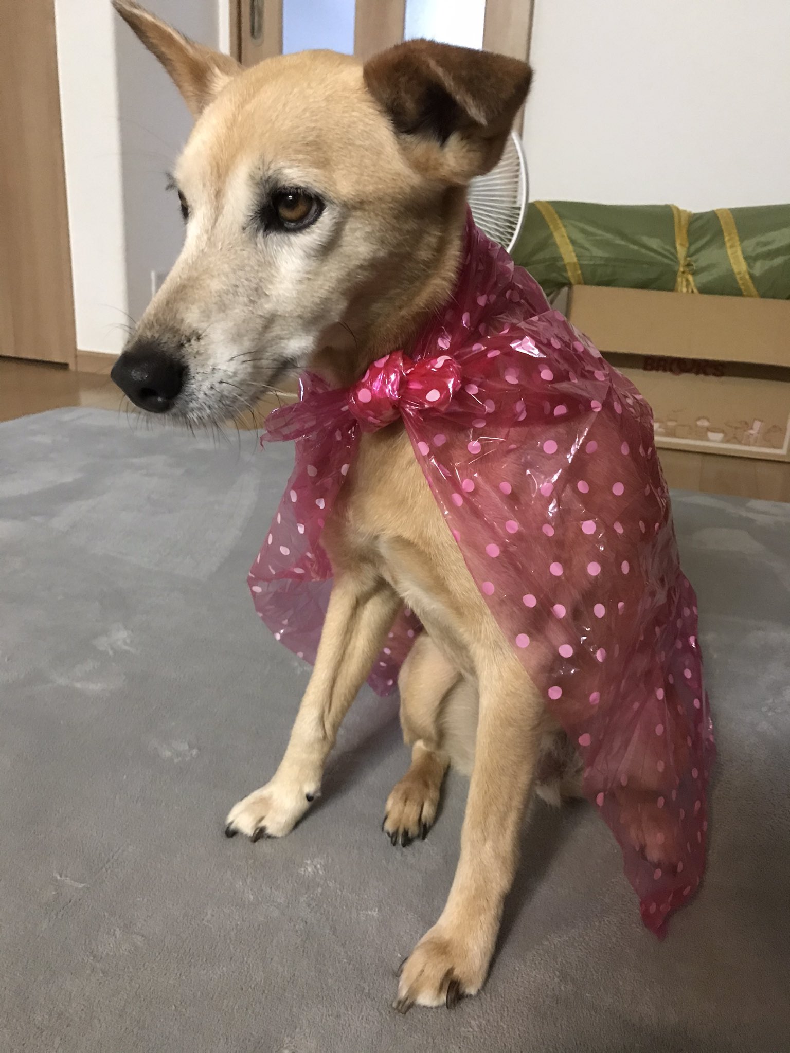 猫猫ファンタジア おはようございます 土砂降りの熊本です カッパ着て散歩行ってきます 犬 いぬ 犬好きさんと繋がりたい 雑種犬 雑種犬好き 風呂敷 梅雨 梅雨の散歩 犬のいる暮らし 犬のいる幸せ Dogsoftwitter T Co Ycbkrwb6xr